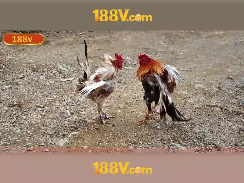 Ưu Đãi Cho Người Chơi