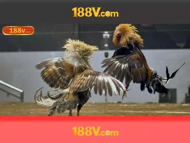Ứng dụng 188V – Trải Nghiệm Cá Cược Đỉnh Cao